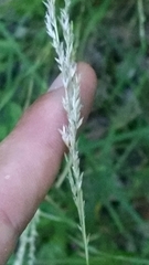 Sphenopholis intermedia