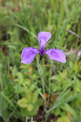 Iris tridentata