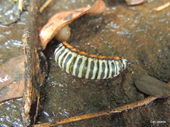 Pseudaphelia apollinaris