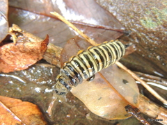 Pseudaphelia apollinaris