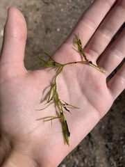 Najas flexilis