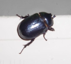 Cyphonistes vallatus