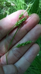 Carex formosa