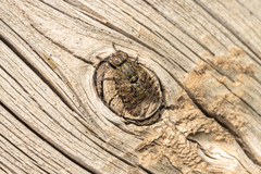 Platystoma seminationis