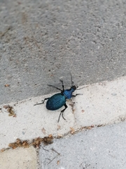 Carabus scabrosus