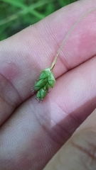 Carex formosa