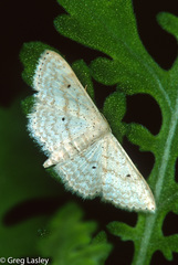 Scopula benitaria