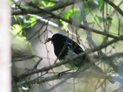 Phoenicurus coeruleocephala