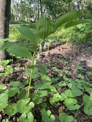Polygonatum odoratum maximowiczii