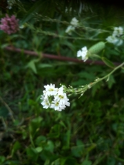 Berteroa incana