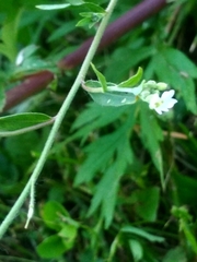 Berteroa incana