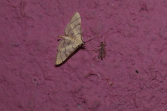 Blepharomastix ranalis