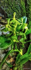 Epidendrum chlorocorymbos
