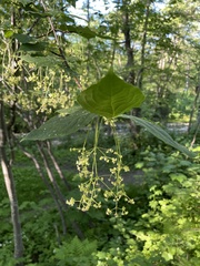 Euonymus macropterus