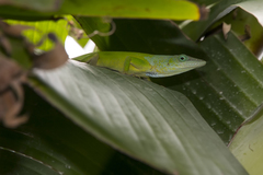 Anolis peynadoi
