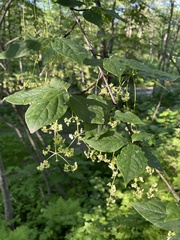 Euonymus macropterus