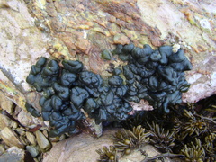 Codium convolutum