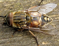 Tabanus autumnalis