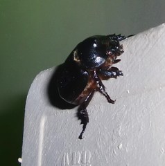Cyphonistes vallatus