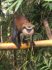 Cercopithecus mona