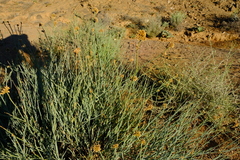 Hermbstaedtia glauca