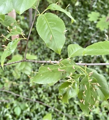 Eriophyes cerasicrumena