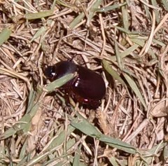 Cyphonistes vallatus