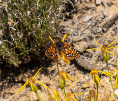 Euphydryas anicia capella