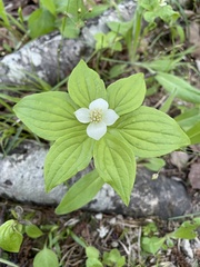 Cornus canadensis