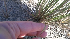 Hordeum capense