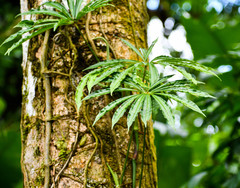 Anthurium polyschistum