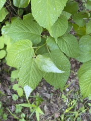 Actinidia kolomikta