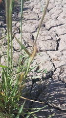 Hordeum capense