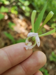 Cleistesiopsis bifaria