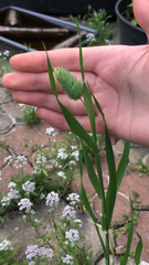 Phalaris caroliniana