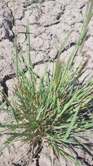 Hordeum capense