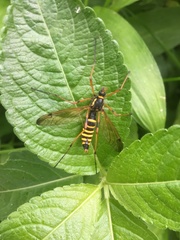 Ctenophora flaveolata