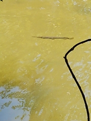 Lepisosteus osseus