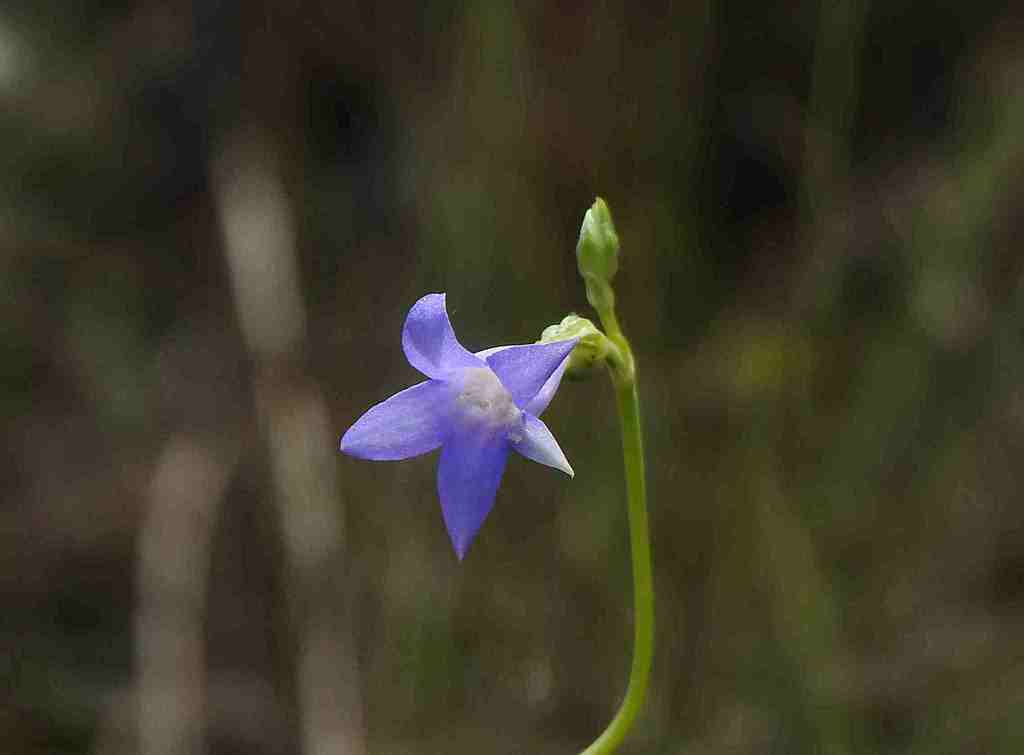 Tetrapollinia