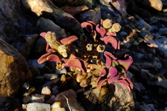 Mesembryanthemum pellitum