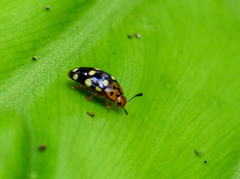 Mycotretus duodecemguttatus