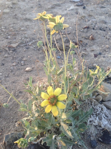 Berlandiera lyrata