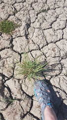 Hordeum capense
