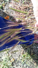 Hordeum capense