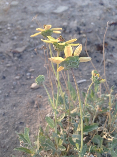 Berlandiera lyrata