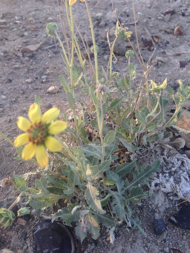 Berlandiera lyrata