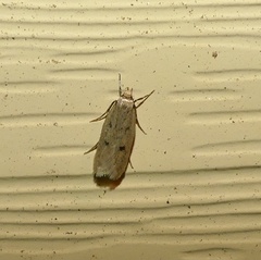 Carolana ascriptella