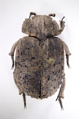 Omorgus scabrosus