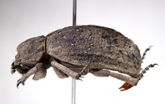 Omorgus scabrosus