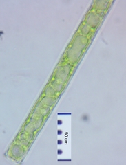 Pleurotaenium